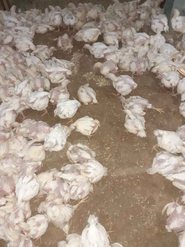35 bin tavuğu telef oldu! Zarar çok büyük... - Resim: 4