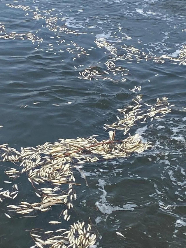 Dicle Nehri'nde binlerce balık telef oldu - Resim: 1