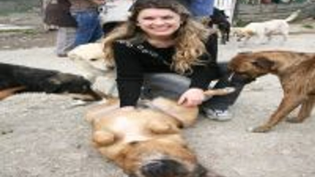 Hayvansevere Suc Duyurusu Ve Barinak Tazminati Guncel