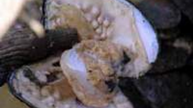 inci kolye nasil yapiliyor dunya