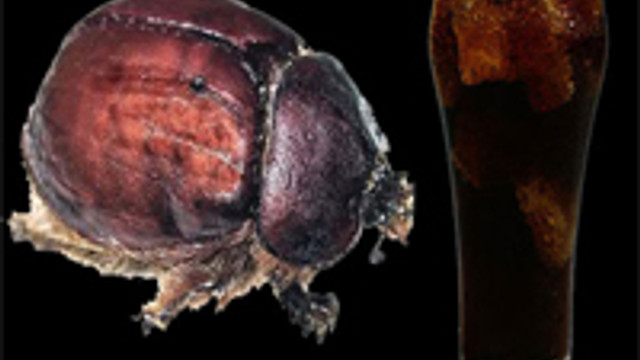 Iste Kolanin Icindeki Bocek Saglik