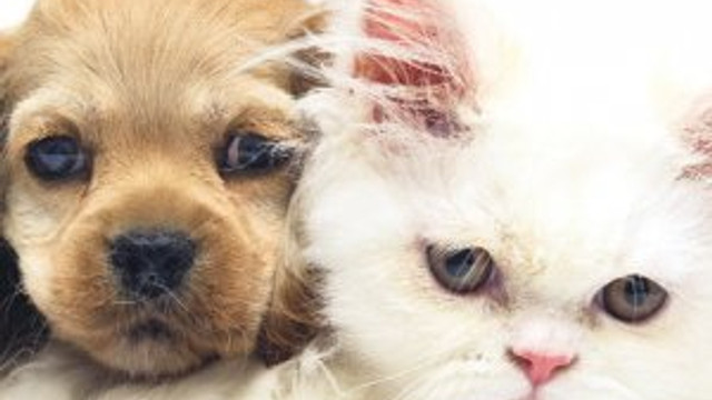 Pet Shop Larda Kedi Kopek Satisi Yasak Guncel