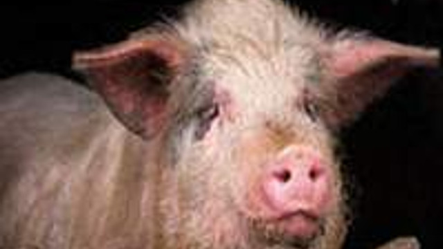 Domuzdan Insana Organ Nakli Guncel