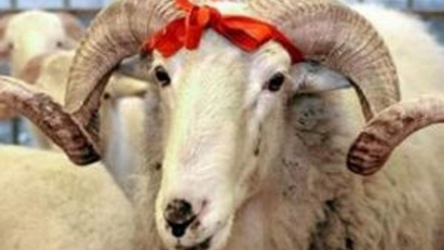Kurbanlıklar için flaş karar