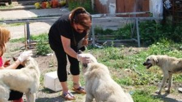 Istanbullu Hayvanseverler Malkara Da Guncel