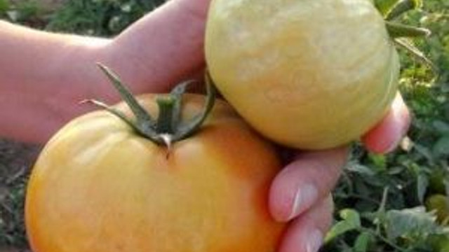 canakkale domatesini hastalik vurdu
