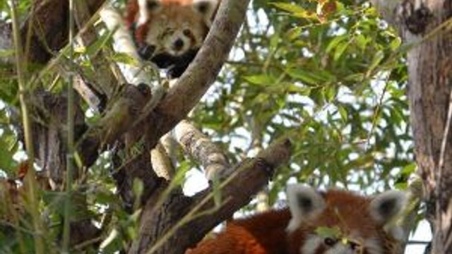 Kizil Panda Lale Jale Ve Hale Ye Es Araniyor Guncel