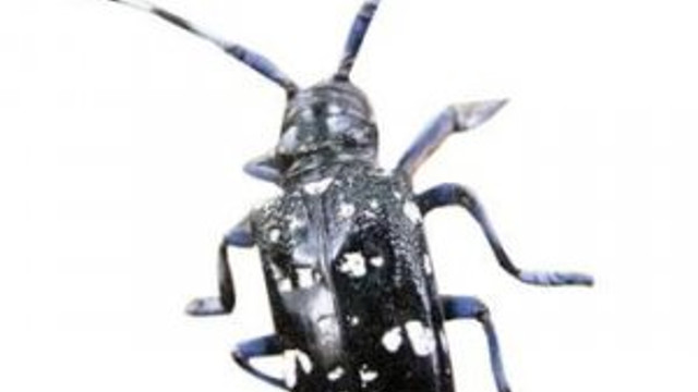 Istanbul Da Teke Bocegi Alarmi Guncel