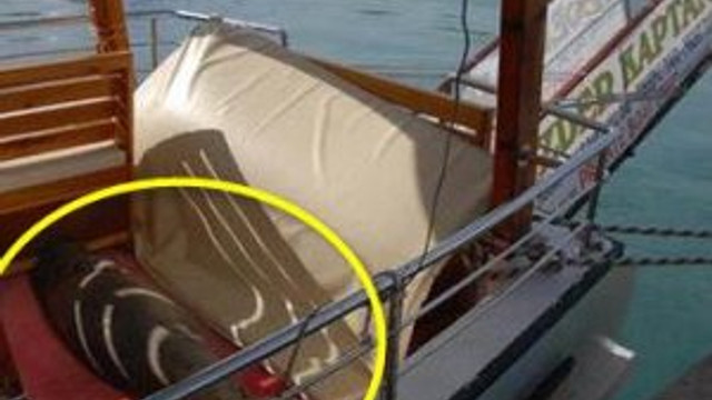 Teknede fok sürprizi