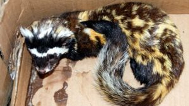 donmak uzereyken bulunan alaca sansar