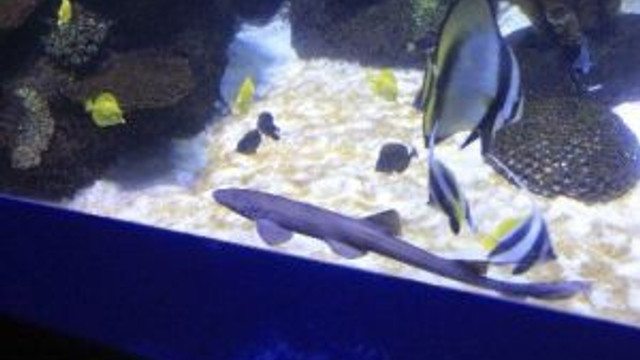 Tatlı Su Köpek Balığı