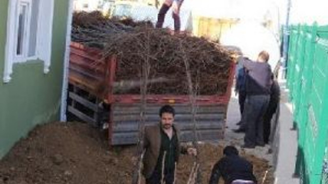 Başkale'ye 20 Bin Meyve Fidanı Dikilecek