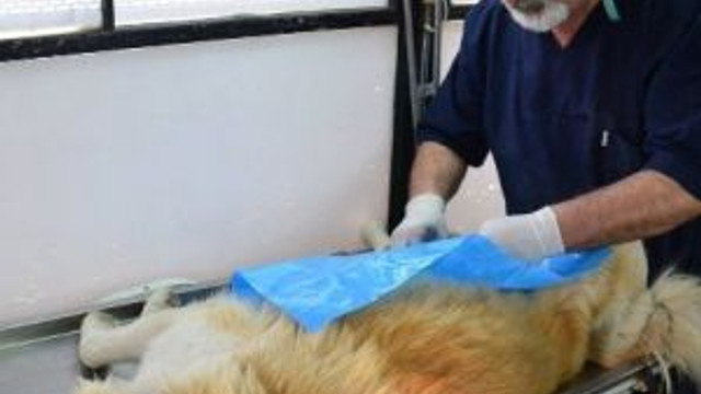 Sokak Hayvanları Kısırlaştırılıyor