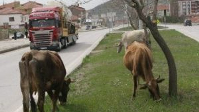 Yozgat’ta Ahırdan Kaçan İnekler Şehir Merkezine İndi