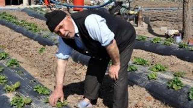 Sorgun’da Çilek Üretimi Yaygınlaşıyor