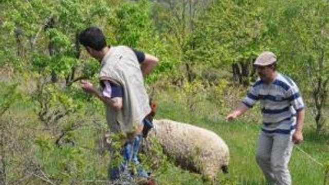 Tören Alanından Kaçan Koyun Güçlükle Yakalandı