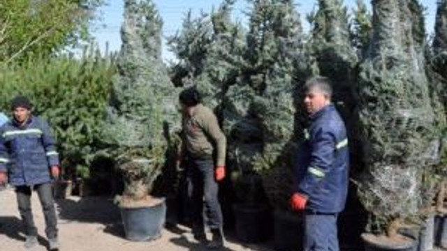 Palandöken’de Binlerce Fidan Toprakla Buluşuyor