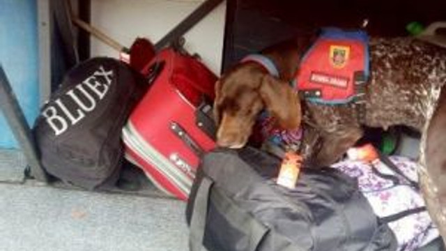 Narkotik Köpeklerden Kaçış Yok