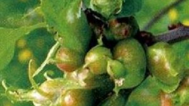 Kestane Düşmanı Gal Arısı İle Mücadelede İçin 'Gladyatör Böcek' Yetiştirildi