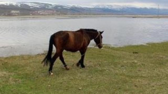 Kura Nehri Taştı, Ardahan Ovası'nı Su Bastı