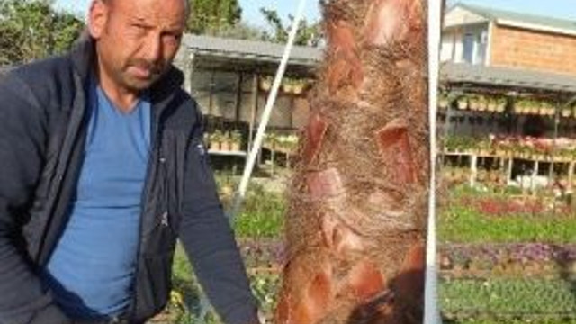 Palmiye Berberi