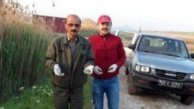 Salihli’de Tilkilere Yönelik Aşı Tablet Uygulaması