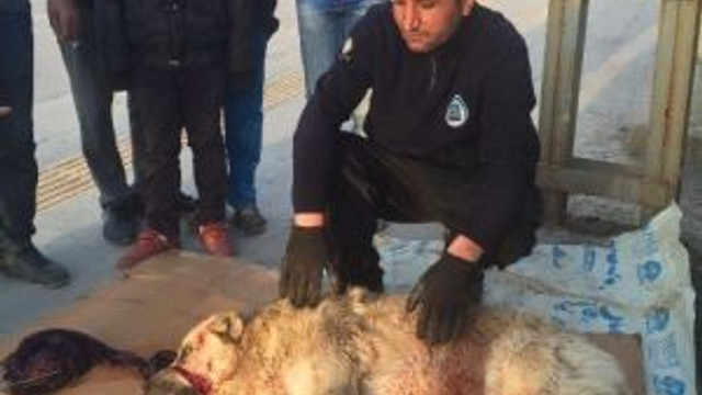 Minibüsün Çarptığı Köpek Tedavi Altına Alındı
