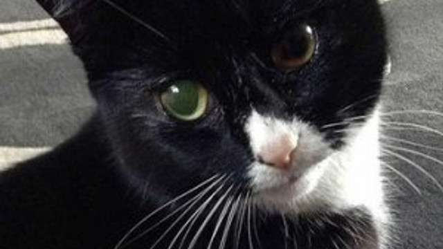 Bu kedi 9 değil, 30 canlı !