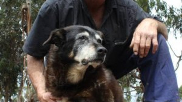 Dünyanın en yaşlı köpeği öldü