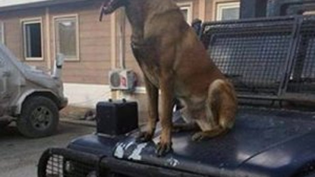 PÖH köpeği Barut PKK'lılar tarafından öldürüldü