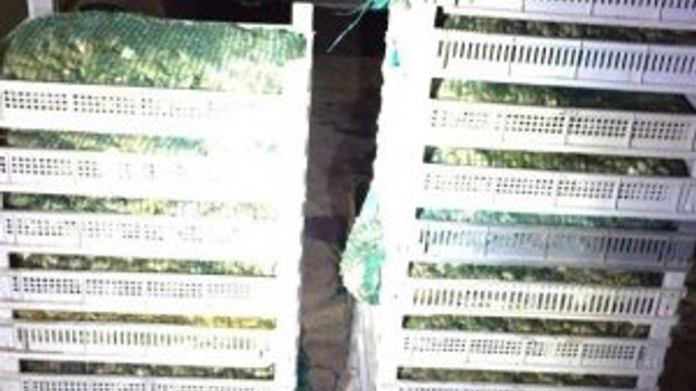 500 kilo kaçak kurbağa ele geçirildi