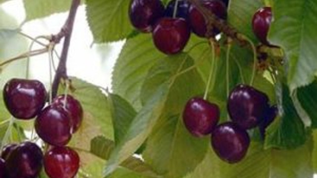 Dalbastı üreticinin yüzünü güldürdü