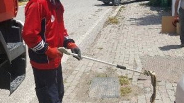 Şehir merkezinde yılan paniği !