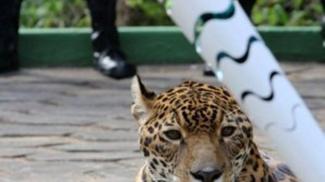 Olimpiyattaki jaguar öldürüldü