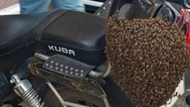 Arılar şehir merkezine indi