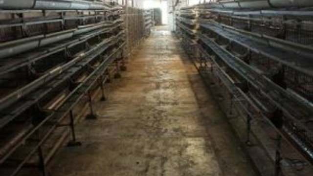 Ruslar bıldırcın almayacına iflas etmişti, mektupla umutlandı