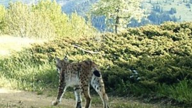 Doğu Karadeniz'de fotokapana yakalandı
