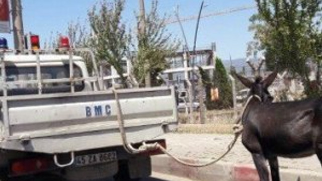 Eşeğe eziyet eden sürücüye skandal ceza