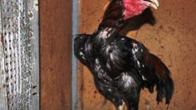 Horoz dövüşçülerine şok !