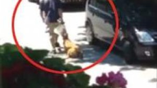 Levent'te sokak ortasında köpeğe işkence