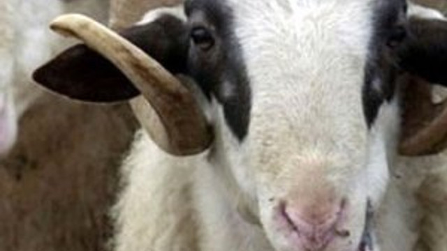 Kurban fiyatları açıklandı