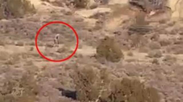 Bu görüntüler ‘chupacabra’yı mı ait?