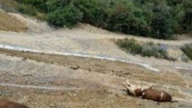 Yol kenarına ölü kurbanlık attılar !