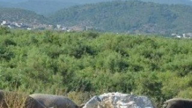 Aydın'da domuz istilası