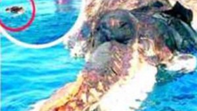 Görenler hayrete düşüyor
