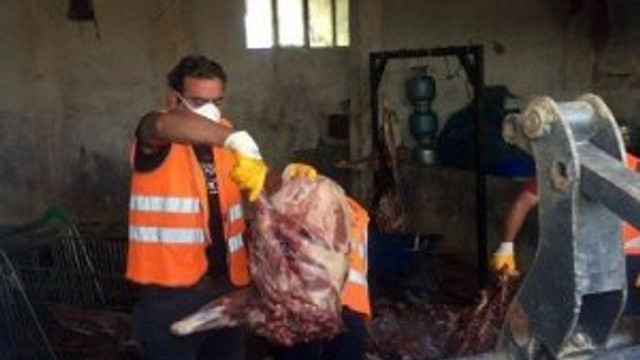 Domuz eti satan kasap yetkilileri göreve çağırdı