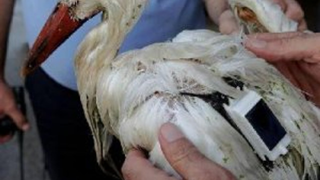 Binlerce kilometre uçtu Türkiye'de vuruldu