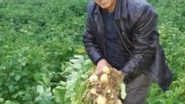 Türkiye'de bir ilk ! Beyaz patates üretilecek