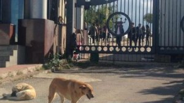 Profesör köpeği bıçakladı !