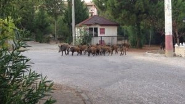 Tatil cennetinde domuz paniği